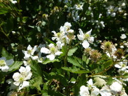 Image of Many-Flower Blackberry