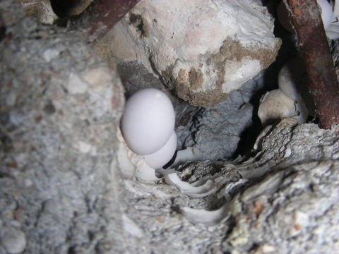 Phyllodactylus tuberculosus Wiegmann 1834 resmi