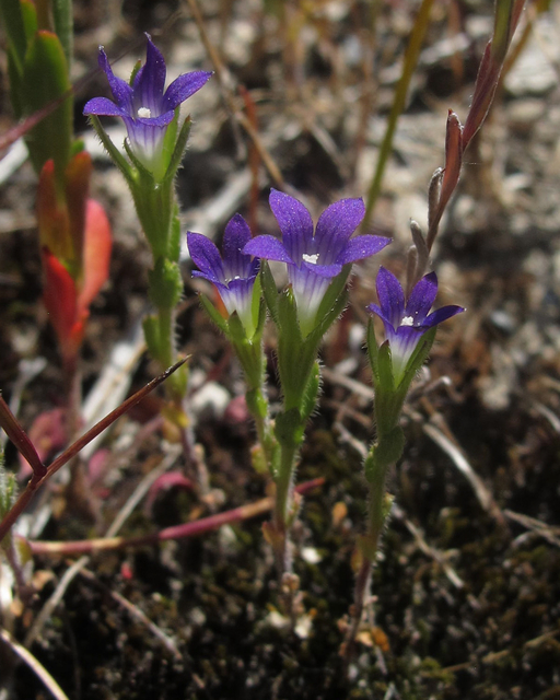 Image of Common Bluecup