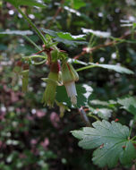 Image of Victor's gooseberry