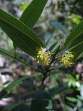 Image of California-Laurel