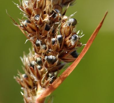 Image of <i>Luzula subsessilis</i>