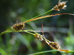 Image of <i>Luzula subsessilis</i>