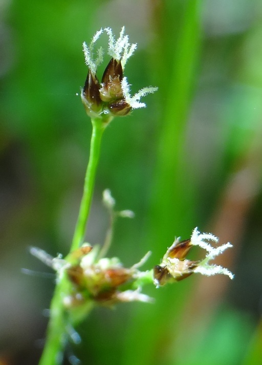 Image of <i>Luzula subsessilis</i>