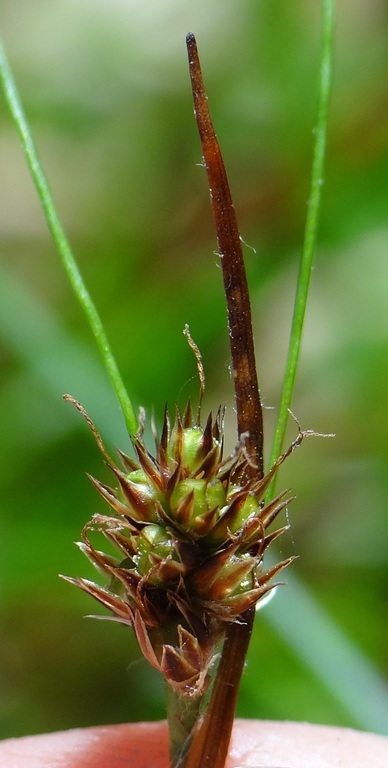 Image of <i>Luzula subsessilis</i>