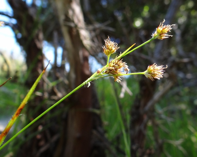 Image of <i>Luzula subsessilis</i>