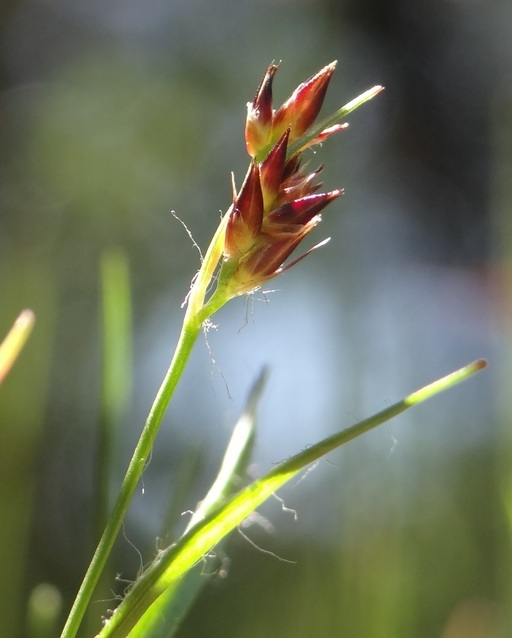 Image of <i>Luzula subsessilis</i>