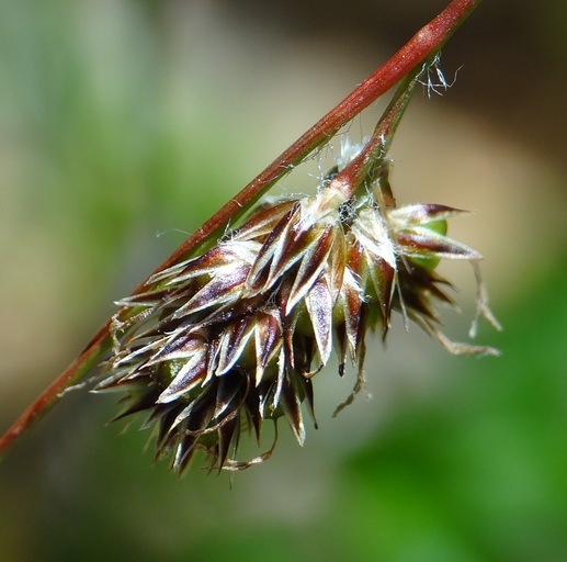 Image of <i>Luzula subsessilis</i>