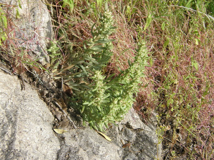 Image of rat's-tail succulent