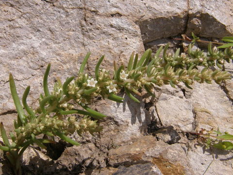 Image of rat's-tail succulent