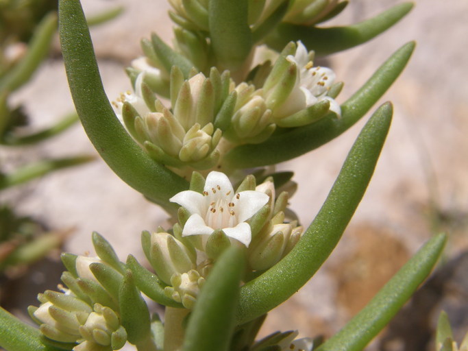 Image of rat's-tail succulent