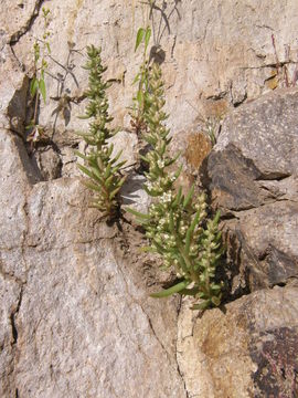 Image of rat's-tail succulent