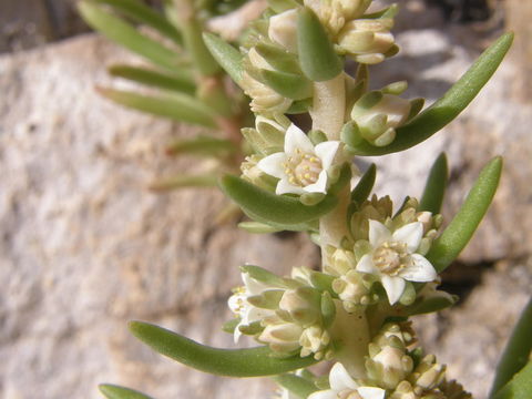 Image of rat's-tail succulent