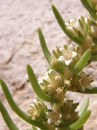 Image of rat's-tail succulent