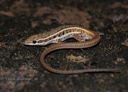 Image of Punjab-Snake-eyed Lacerta
