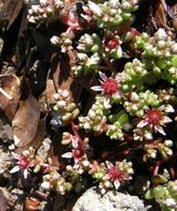 Image de Sedum vinicolor S. Wats.