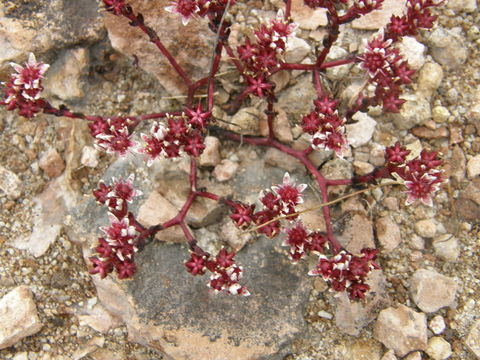 Image of Sedum vinicolor S. Wats.