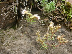 Image of Huachuca Mountain stonecrop