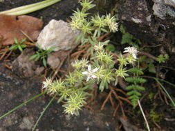 Image of Huachuca Mountain stonecrop