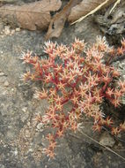 Image of Huachuca Mountain stonecrop