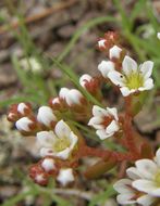 Image of Sedum chihuahuense S. Wats.