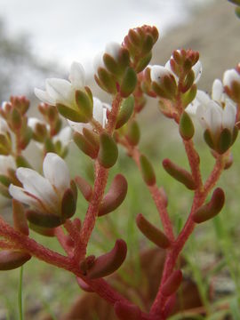 Image of Sedum chihuahuense S. Wats.