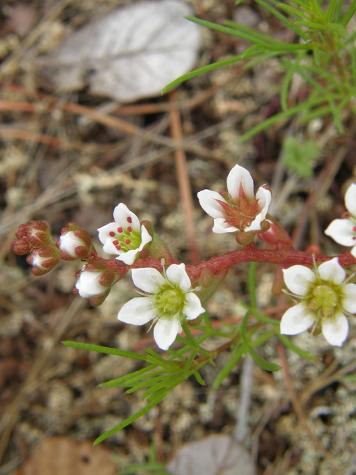 Image of Sedum chihuahuense S. Wats.