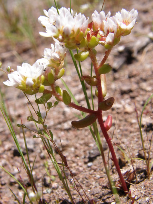 Image of Sedum chihuahuense S. Wats.