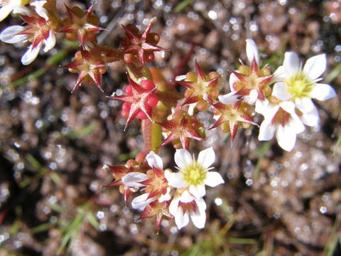 Image of Sedum chihuahuense S. Wats.