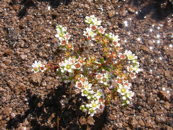 Image of Sedum chihuahuense S. Wats.