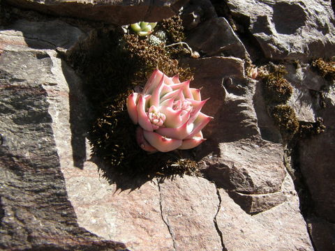 Image of <i>Echeveria chihuahuensis</i>