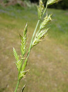 Image of <i>Festuca perennis</i>