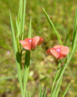 Lathyrus sphaericus Retz. resmi