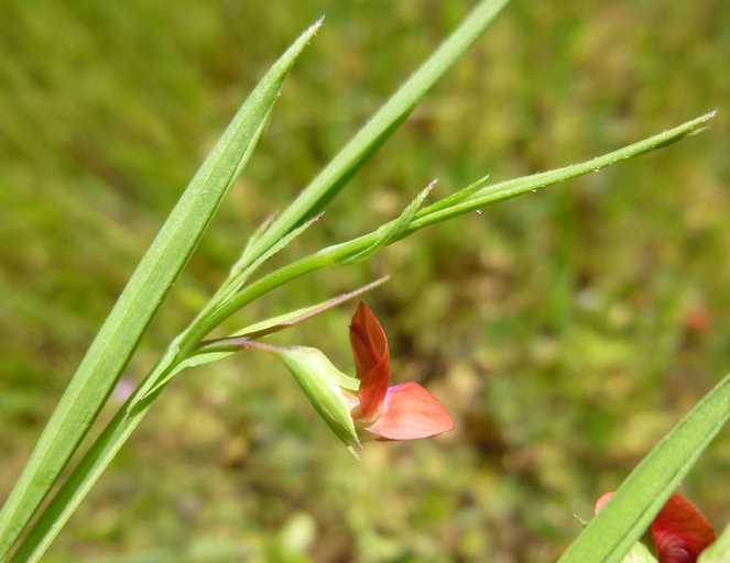 Lathyrus sphaericus Retz. resmi