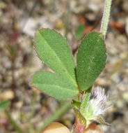 Image of rancheria clover