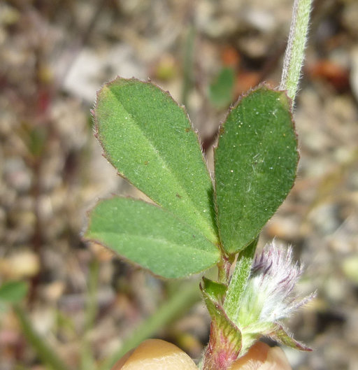 Sivun Trifolium albopurpureum Torr. & A. Gray kuva