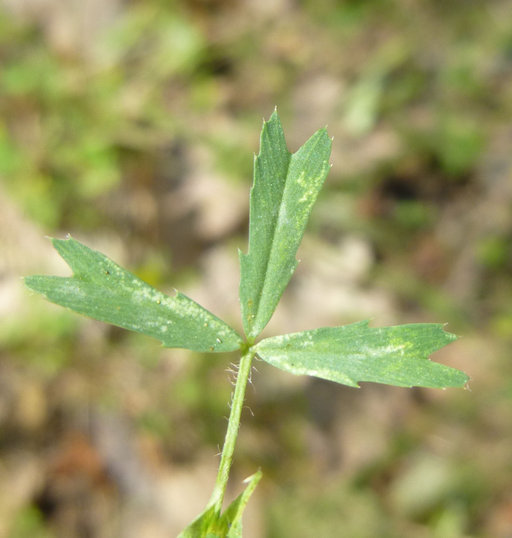 Image of <i>Trifolium <i>bifidum</i></i> var. bifidum