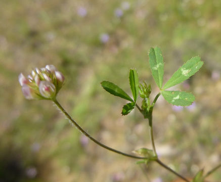 Image of Trifolium bifidum var. decipiens Greene