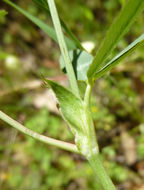 Image of Foothill Clover