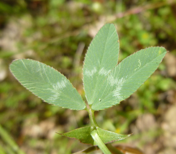 Image of Foothill Clover