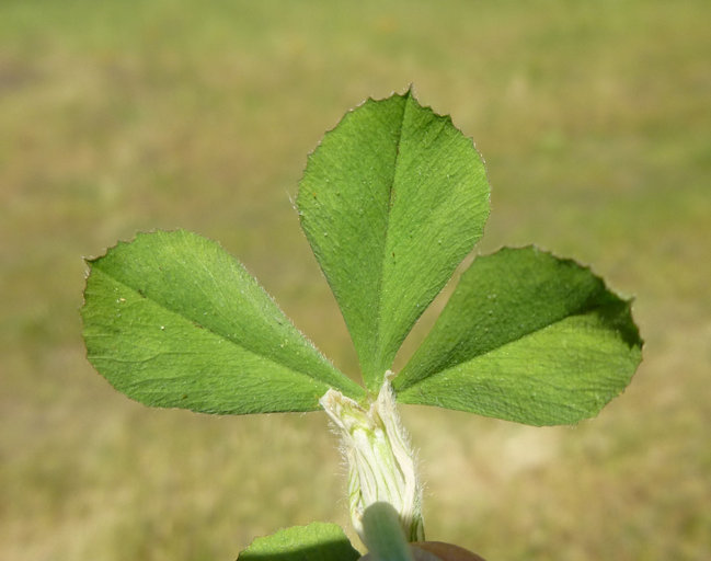 Image of crimson clover