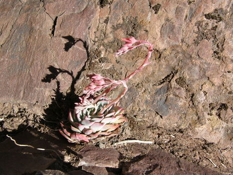 Image of <i>Echeveria chihuahuensis</i>