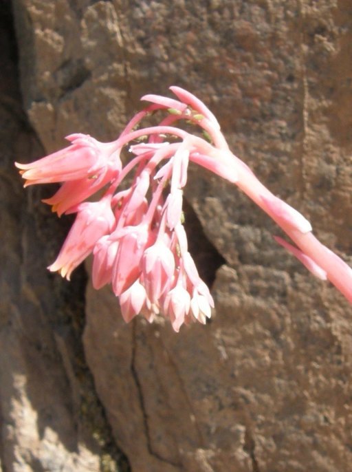 Image of <i>Echeveria chihuahuensis</i>