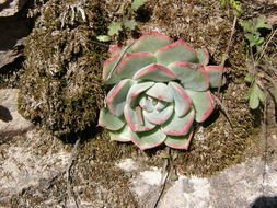 Image of <i>Echeveria chihuahuensis</i>