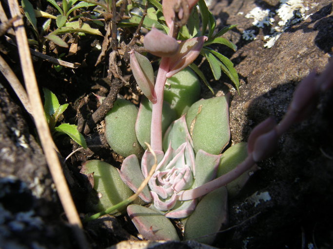 Image of <i>Echeveria chihuahuensis</i>