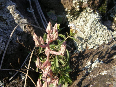 Image of <i>Echeveria chihuahuensis</i>