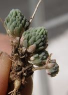 Image of Sedum alamosanum S. Wats.