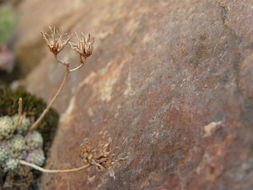 Image of Sedum alamosanum S. Wats.