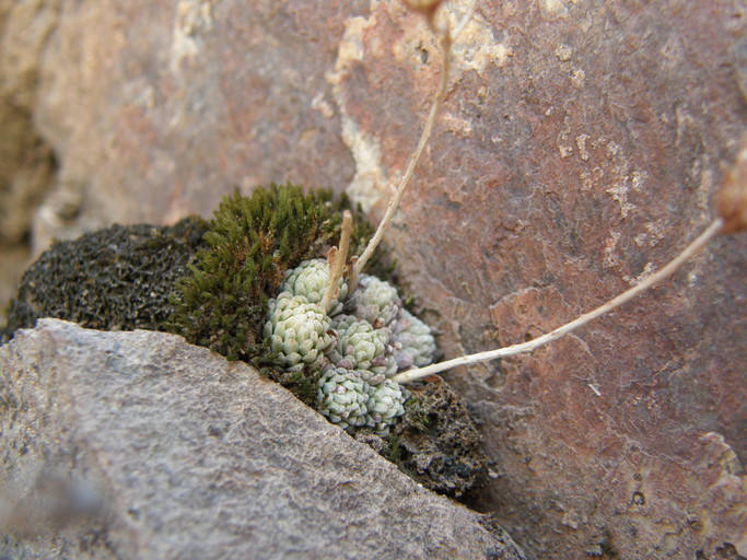 Image of Sedum alamosanum S. Wats.