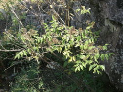 Image de Aralia humilis Cav.